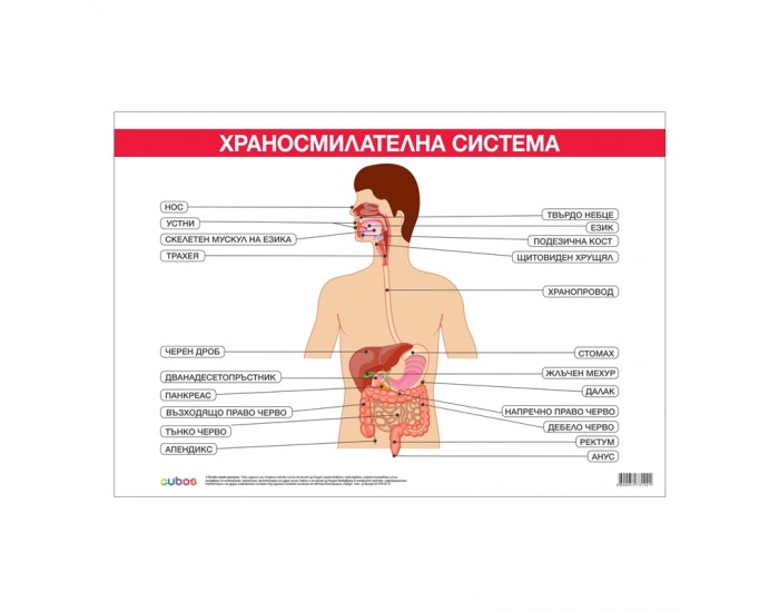 Cubos Ученическо табло ''Храносмилателна система'', 100 x 70 cm