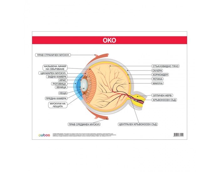 Cubos Ученическо табло ''Око'', 100 x 70 cm