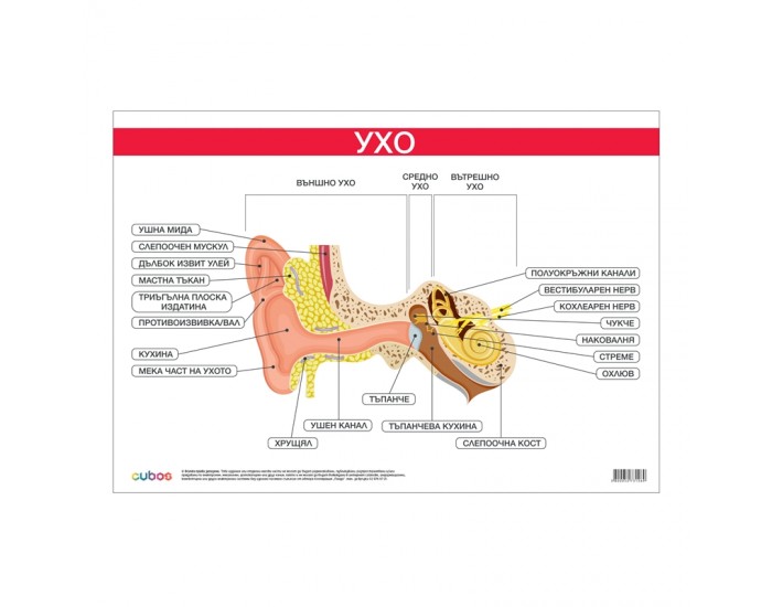 Cubos Ученическо табло ''Ухо'', 100 x 70 cm