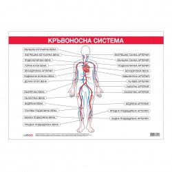 Cubos Ученическо табло ''Кръвоносна система'', 100 x 70 cm - Сравняване на продукти