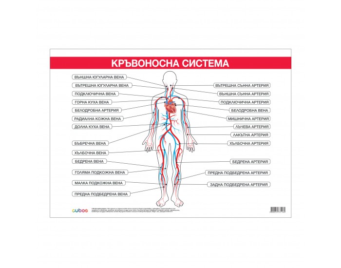 Cubos Ученическо табло ''Кръвоносна система'', 100 x 70 cm
