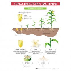 Office 1 Ученическо табло ''Едносемеделни растения'', 70 x 100 cm - Канцеларски материали