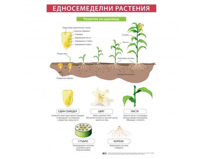 Office 1 Ученическо табло ''Едносемеделни растения'', 70 x 100 cm