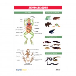 Office 1 Ученическо табло ''Земноводни'', 70 x 100 cm - Канцеларски материали
