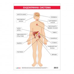 Office 1 Ученическо табло ''Ендокринна система'', 70 x 100 cm - Канцеларски материали