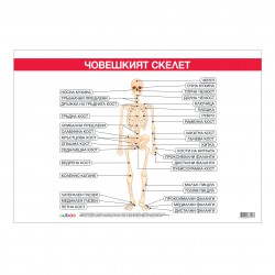 Office 1 Ученическо табло ''Костна система'', 100 x 70 cm - Канцеларски материали