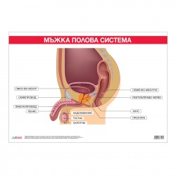 Office 1 Ученическо табло ''Мъжка полова система'', 100 x 70 cm - Канцеларски материали