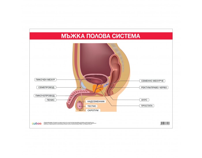 Office 1 Ученическо табло ''Мъжка полова система'', 100 x 70 cm