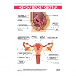 Office 1 Ученическо табло ''Женска полова система'', 70 x 100 cm - Канцеларски материали