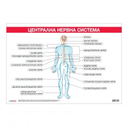 Office 1 Ученическо табло ''Централна нервна система'', 100 x 70 cm - Канцеларски материали