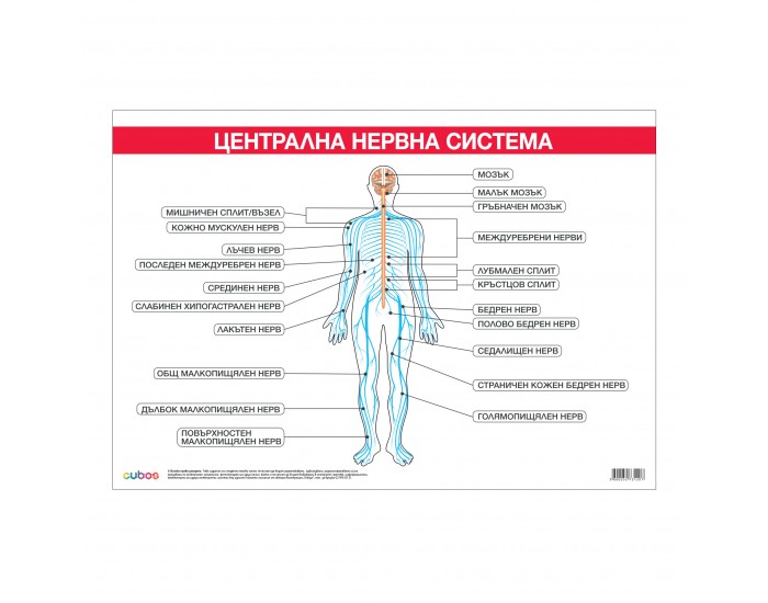 Office 1 Ученическо табло ''Централна нервна система'', 100 x 70 cm