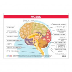 Office 1 Ученическо табло ''Главен мозък'', 100 x 70 cm - Канцеларски материали
