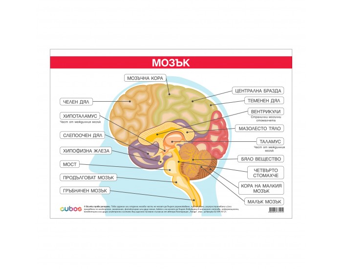 Office 1 Ученическо табло ''Главен мозък'', 100 x 70 cm