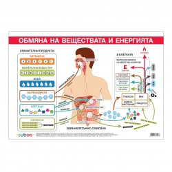 Office 1 Ученическо табло ''Обмяна на вещества и енергия'', 100 x 70 cm - Канцеларски материали