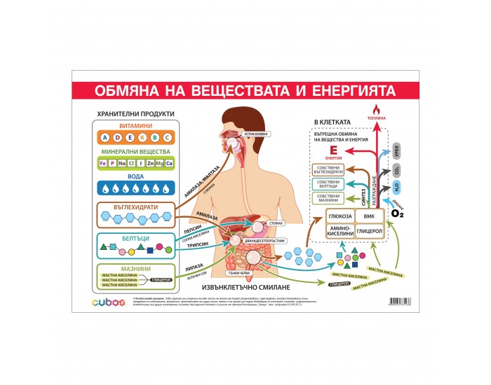 Office 1 Ученическо табло ''Обмяна на вещества и енергия'', 100 x 70 cm