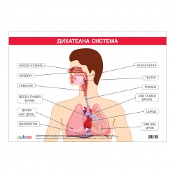 Office 1 Ученическо табло ''Дихателна система'', 100 x 70 cm - Канцеларски материали