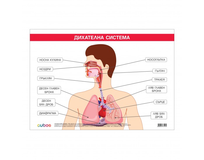 Office 1 Ученическо табло ''Дихателна система'', 100 x 70 cm