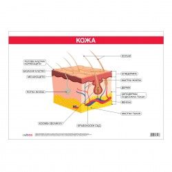 Office 1 Ученическо табло ''Кожа'', 100 x 70 cm - Канцеларски материали