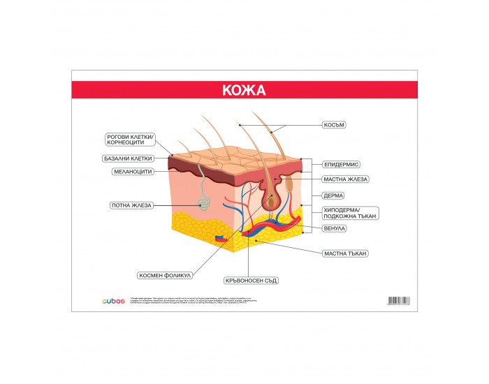 Office 1 Ученическо табло ''Кожа'', 100 x 70 cm