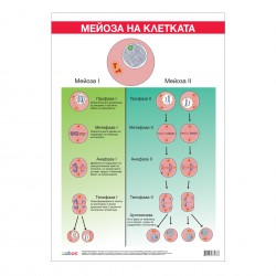 Office 1 Ученическо табло ''Мейоза'', 70 x 100 cm - Канцеларски материали