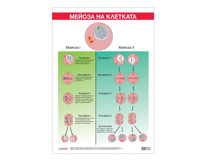 Office 1 Ученическо табло ''Мейоза'', 70 x 100 cm