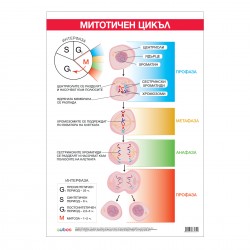 Office 1 Ученическо табло ''Митотичен цикъл'', 70 x 100 cm - Канцеларски материали