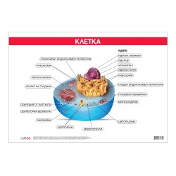 Office 1 Ученическо табло ''Устройство на клетката'', 100 x 70 cm - Канцеларски материали