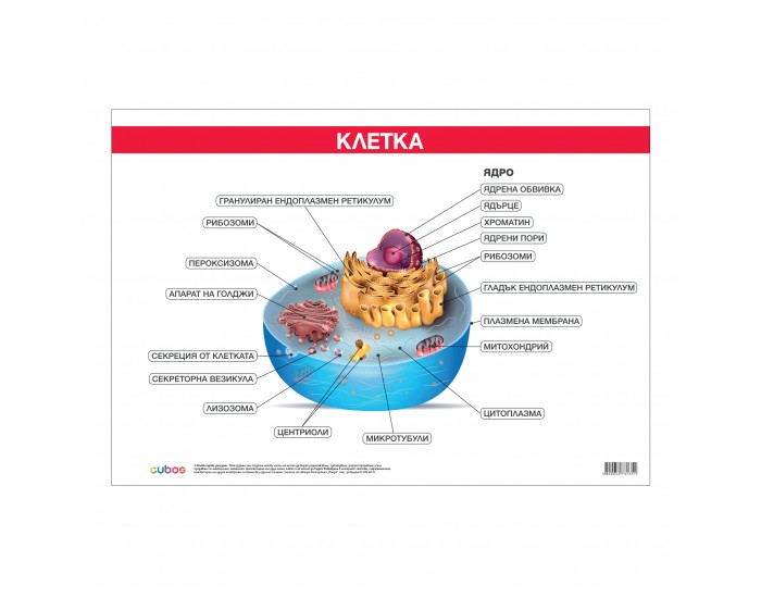 Office 1 Ученическо табло ''Устройство на клетката'', 100 x 70 cm
